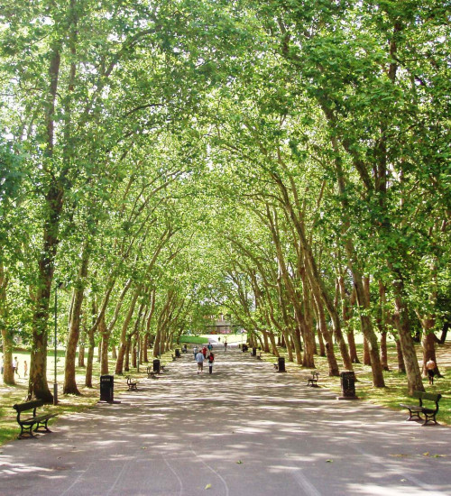 tree lined avenue in a London park.