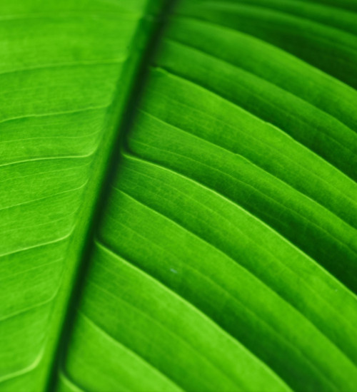close detail of a bright green leaf.